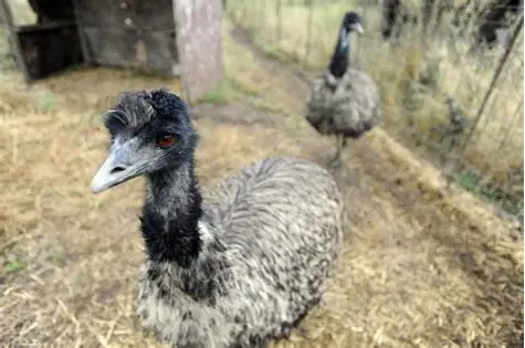 Emu ( standard farm stock)